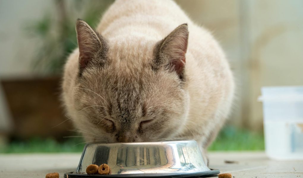 pexels photo 31358309