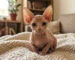 Kotě plemene Sphynx péče a krmení
